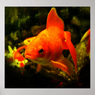 Fisch Poster