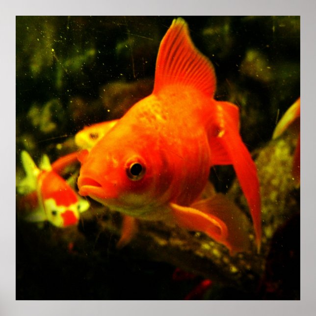 Fisch Poster (Vorne)