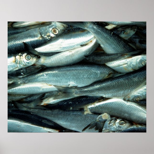Fisch Poster (Vorne)