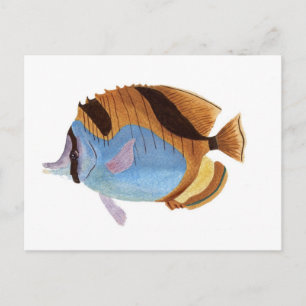 Fisch Postkarte