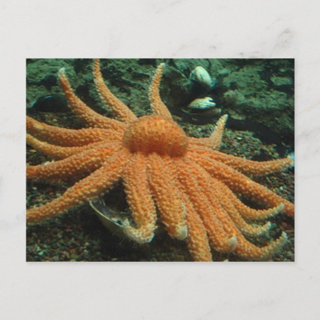 Fisch Postkarte (Vorderseite)