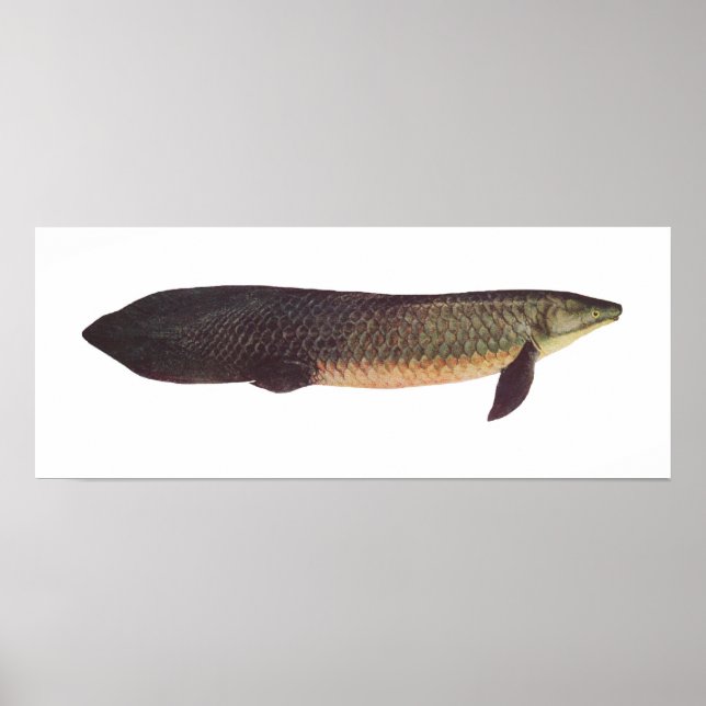 Fisch - Qld. Lungfish - Neoceratodus forsteri Poster (Vorne)