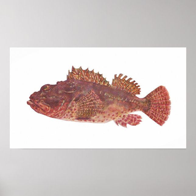 Fisch - Roter Rock Cod - Scorpaena cardinalis Poster (Vorne)