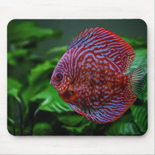 Fisch, Schale, Wasser Mousepad