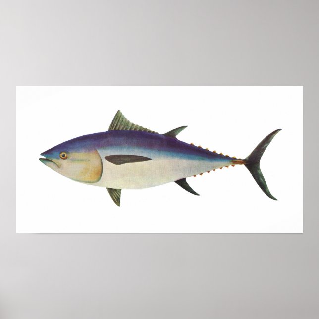 Fisch - Südlicher Roter Thun - Thunnus maccoyii Poster (Vorne)