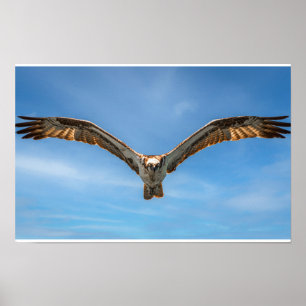 Fischadler im Flug Wandkunst   Raubvogel Poster