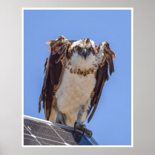 Fischadler Poster Kühnes Wildvogel-Porträt