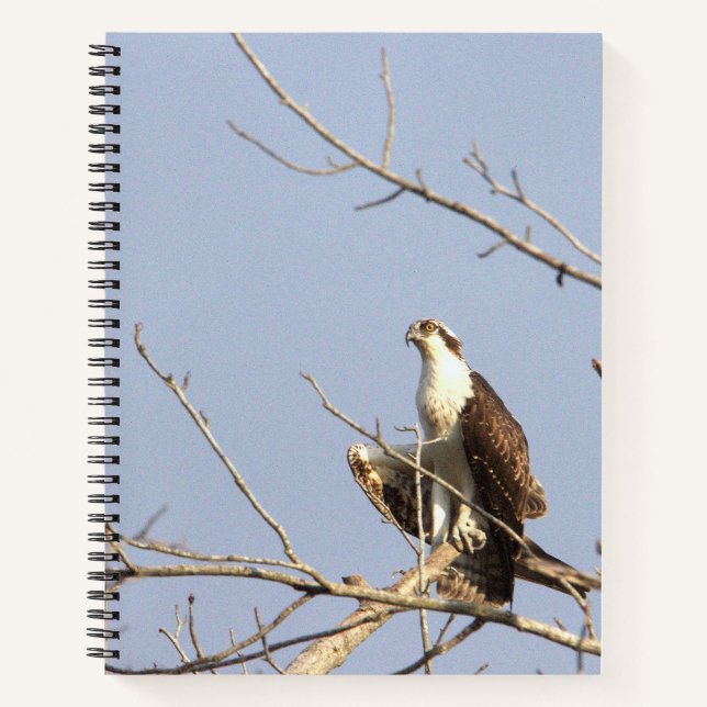 Fischadler Vogel Notizbuch (Vorderseite)