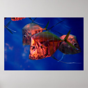 Fischbaden in Neon Poster