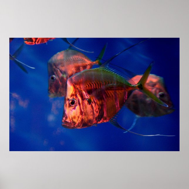 Fischbaden in Neon Poster (Vorne)