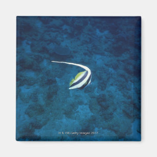 Fische 2 magnet