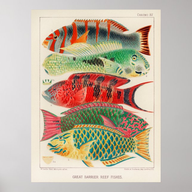 Fische 2 Poster (Vorne)