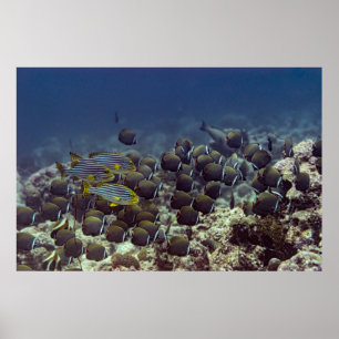 Fische am Korallenriff im ozeanischen Hintergrund, Poster
