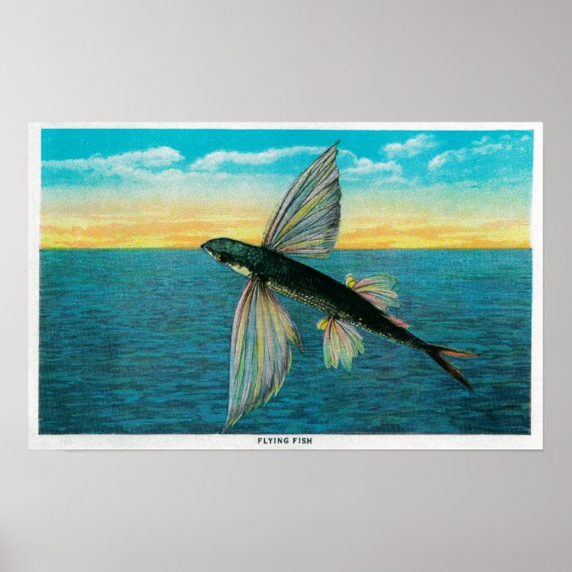Fische auf der katalanischen Insel Poster (Vorne)