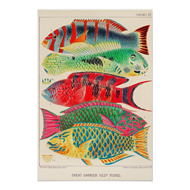 Fische des Great Barrier Reef Poster (Vorderseite)