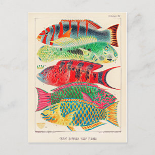 Fische des Great Barrier Reef Postkarte