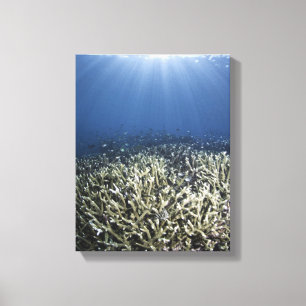Fische, die über totem Riff schwimmen Leinwanddruck