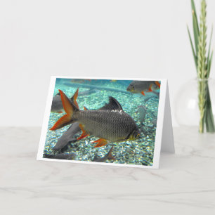 Fische im Frühling Feiertagskarte