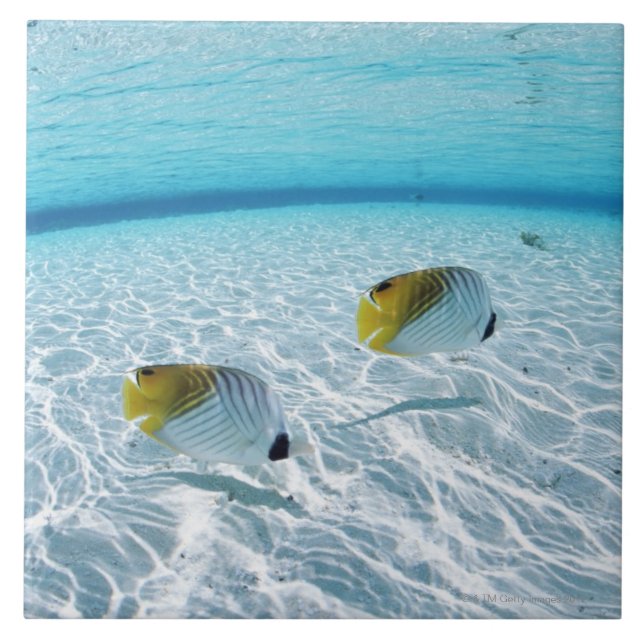 Fische im Meer 2 Fliese (Vorderseite)