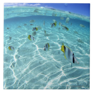 Fische im Meer 3 Fliese