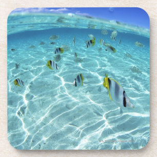 Fische im Meer 3 Untersetzer