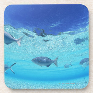 Fische im Meer 4 Untersetzer