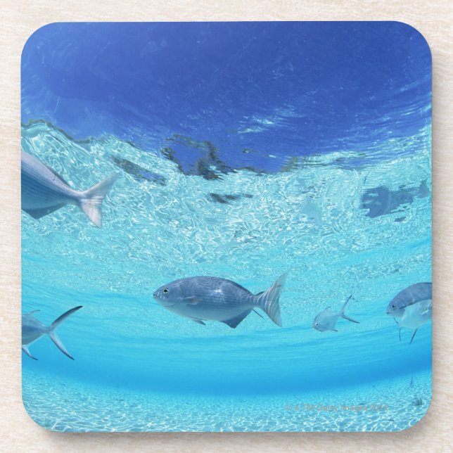 Fische im Meer 4 Untersetzer (Vorderseite)