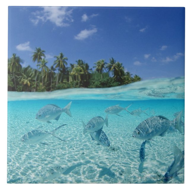 Fische im Meer Fliese (Vorderseite)
