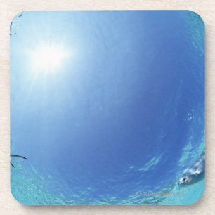 Fische im Meer Untersetzer