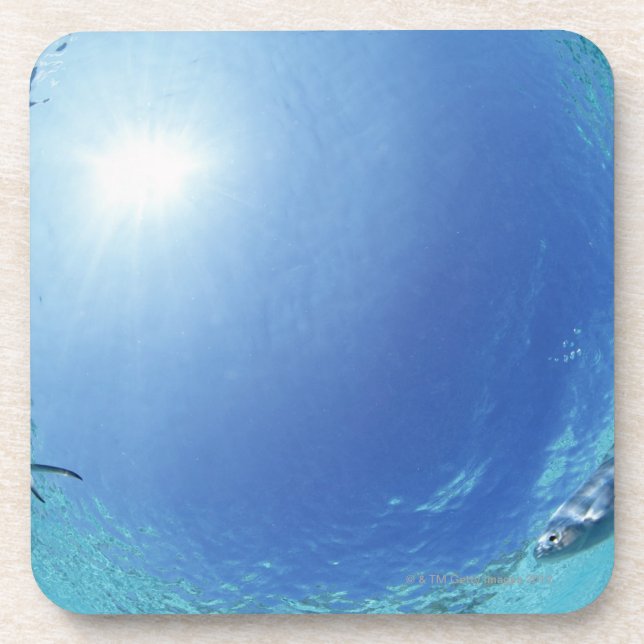 Fische im Meer Untersetzer (Vorderseite)