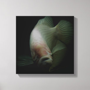 Fische im Tankportrait Leinwanddruck