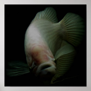 Fische im Tankportrait Poster