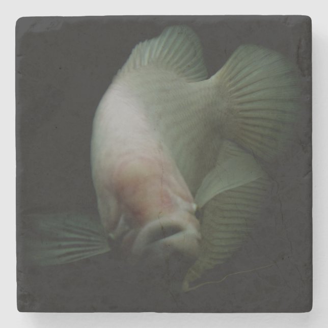 Fische im Tankportrait Steinuntersetzer (Vorderseite)