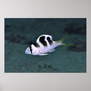 Fische in den Gilis Poster