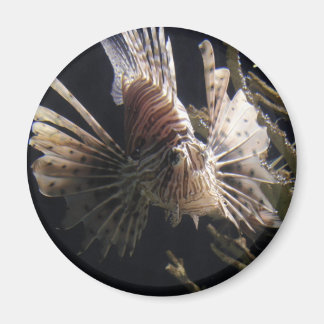 Fische in Meerestiefen Magnet