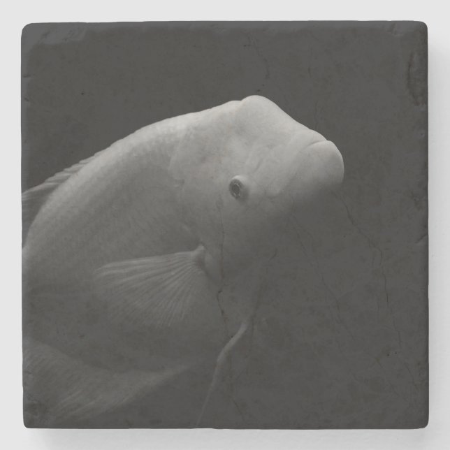 Fische in Tank Steinuntersetzer (Vorderseite)