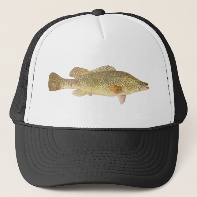 Fische - Murray-Kabeljau - Maccullochella Truckerkappe (Vorderseite)