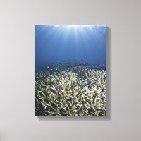Fische schwimmen über totem Riff