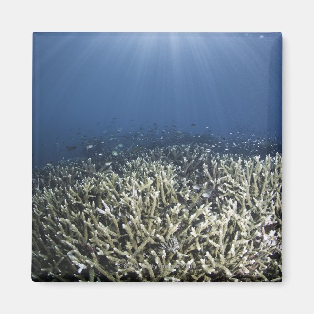Fische schwimmen über totem Riff Magnet (Vorne)