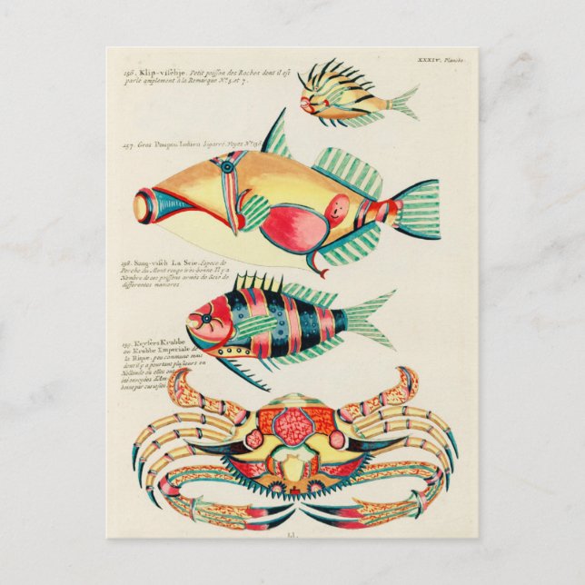 Fische Tropische Krebse Vintage Postkarte (Vorderseite)