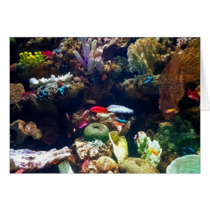 Fische und Koralle