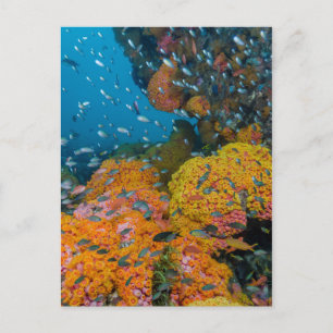 Fische unter Korallenriff Postkarte