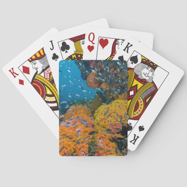 Fische unter Korallenriff Spielkarten (Rückseite)