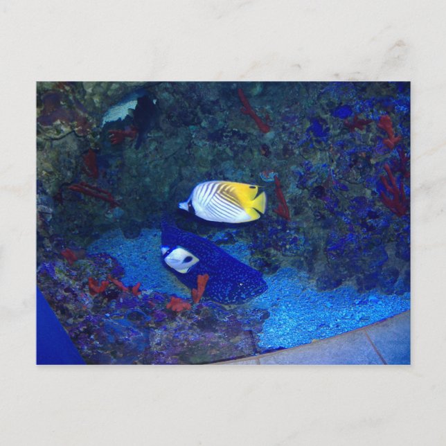 Fische von Hawaii Postkarte (Vorderseite)