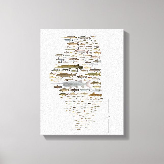 Fische von Illinois Poster Leinwanddruck (Vorderseite)