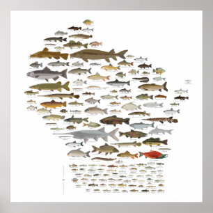 Fische von Wisconsin Poster