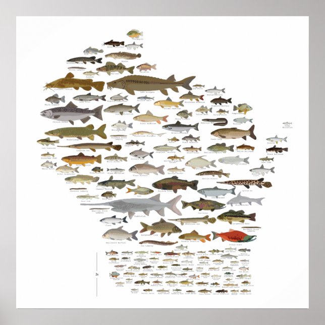Fische von Wisconsin Poster (Vorne)