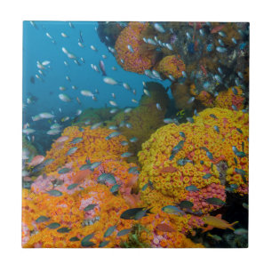 Fische zwischen Korallenriff Fliese