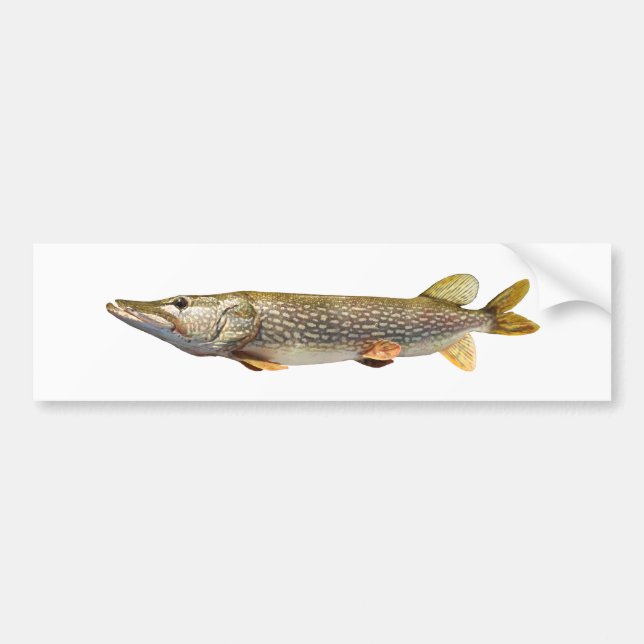 Fischen Pikes Muski Autoaufkleber (Vorne)