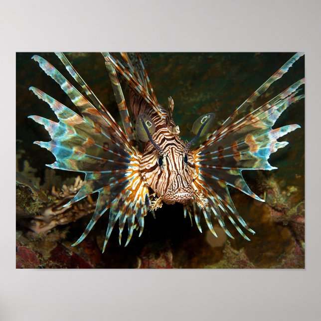 Fischen Sie nah auf! Sehr nahes und intensives Fot Poster (Vorne)